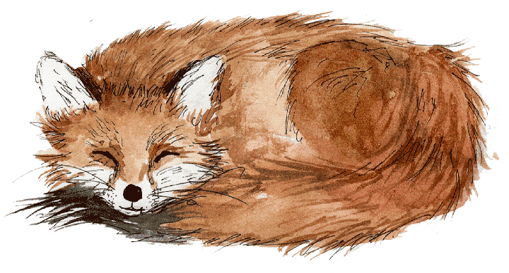 Sleeping Brown Fox